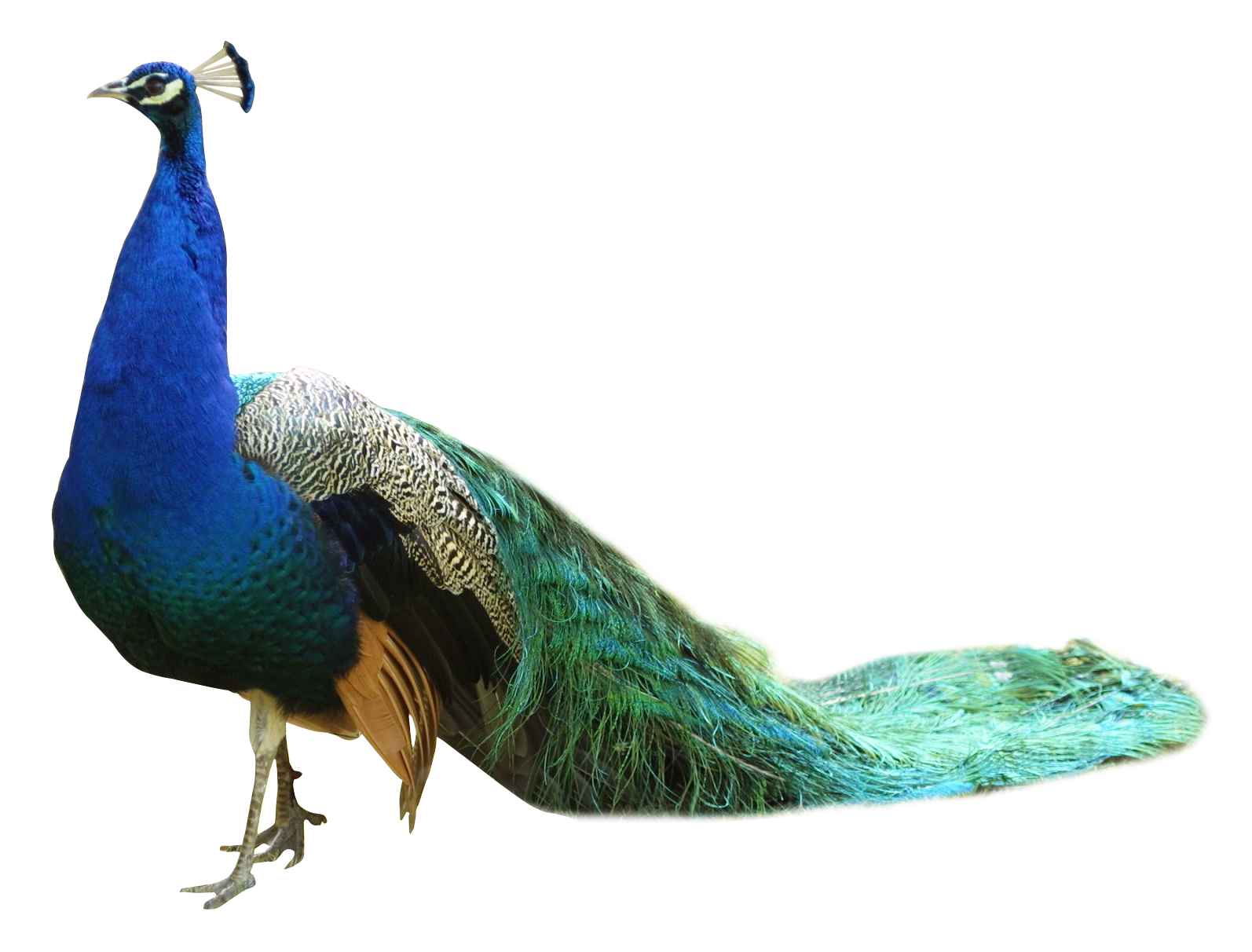 Png image purepng free. Peacock clipart turquoise