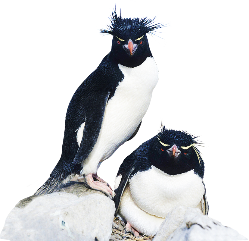 clipart animals penguin