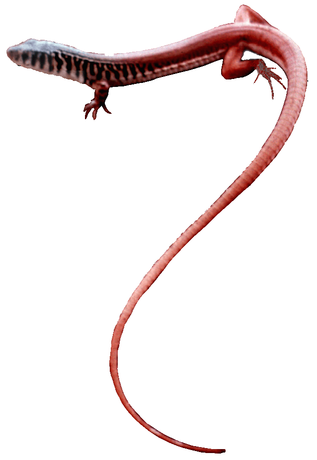 lizard clipart spiny tailed