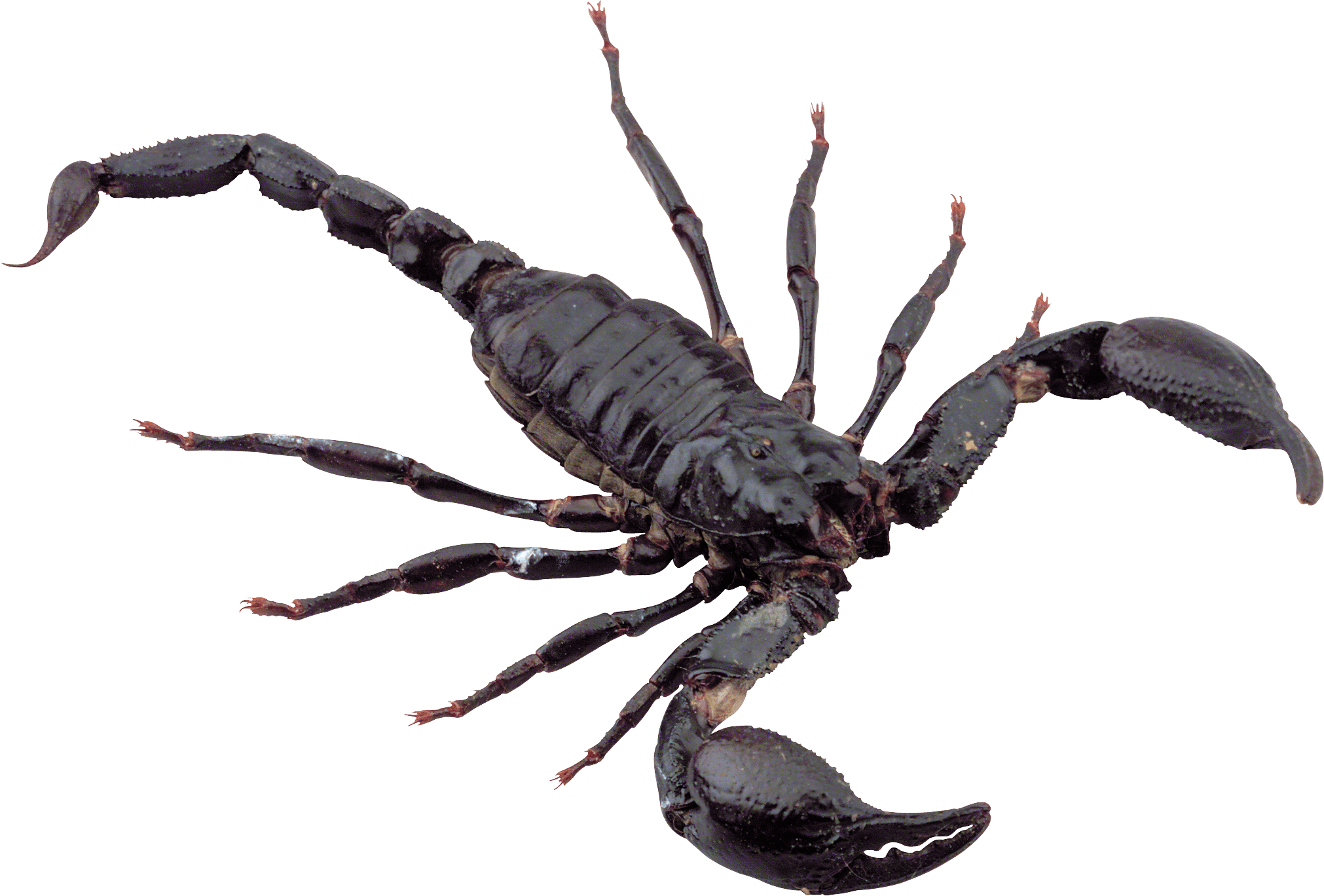 insects clipart scorpion