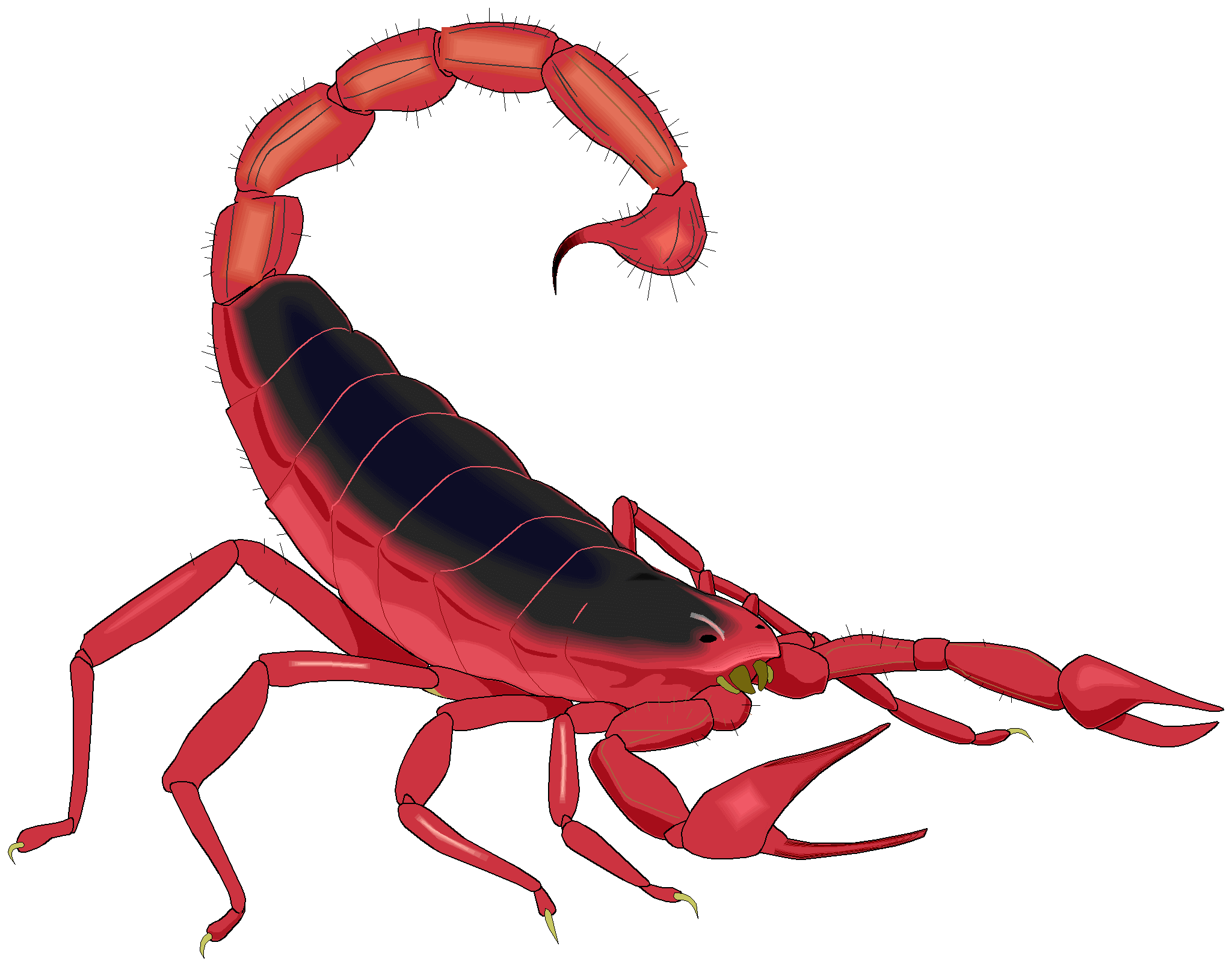 clipart animals scorpions