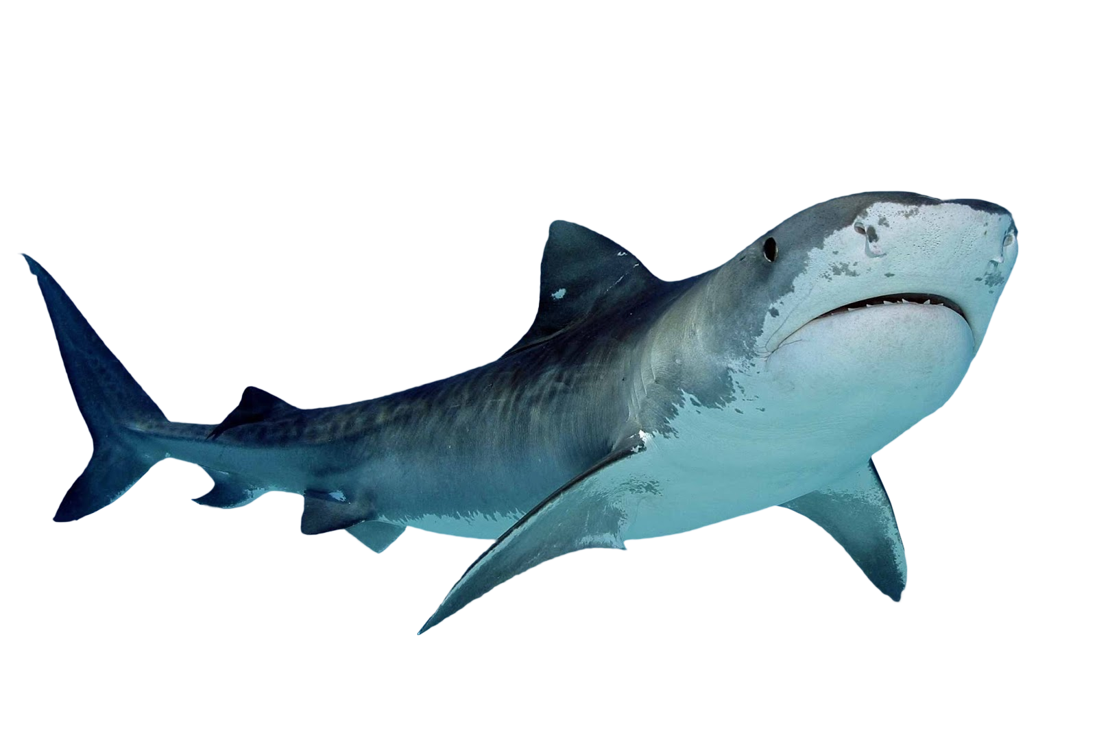 Clipart fish shark. Tiger cutouts pinterest and