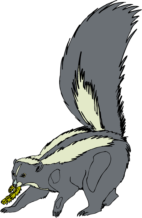 Face clipart skunk. Free
