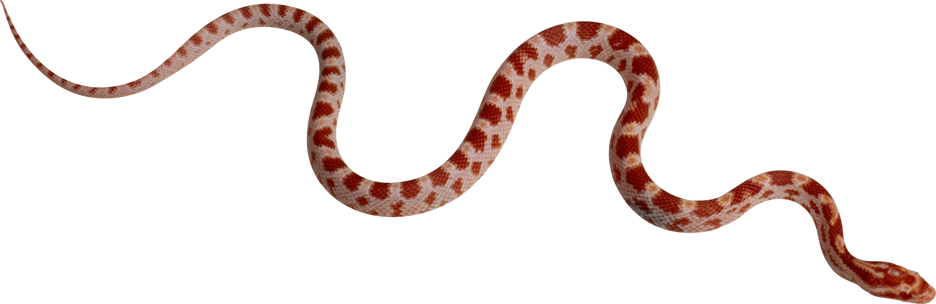 clipart animals snake
