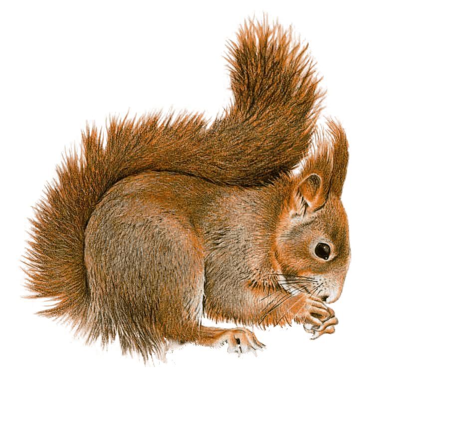 Clipart squirrel branch clipart. Sideview transparent png stickpng