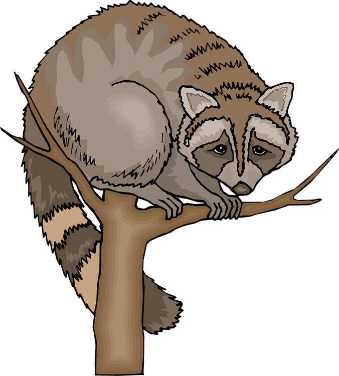 Free raccoon . Clipart animals tree