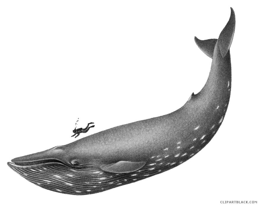 clipart whale baleen whale