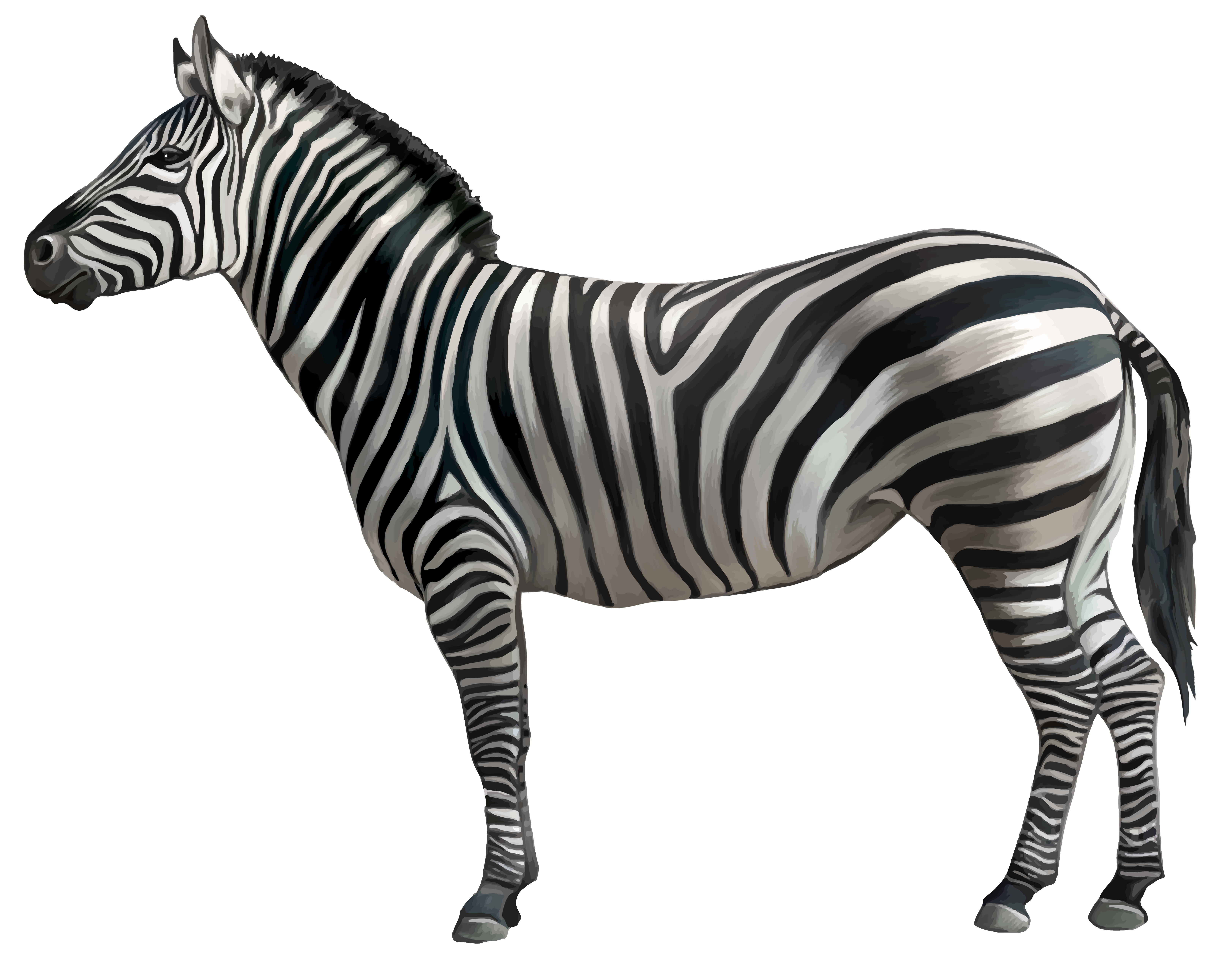 Clipart zebra zebra stripe. Png image gallery yopriceville