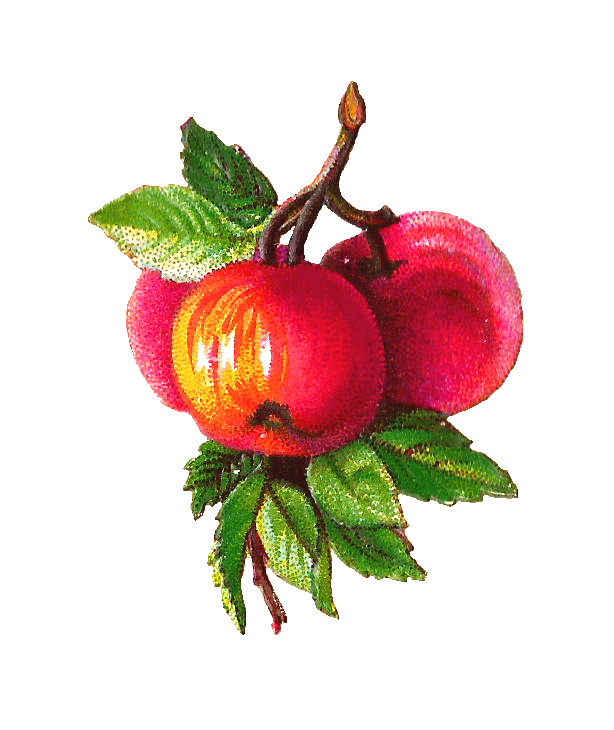 clipart apple branch