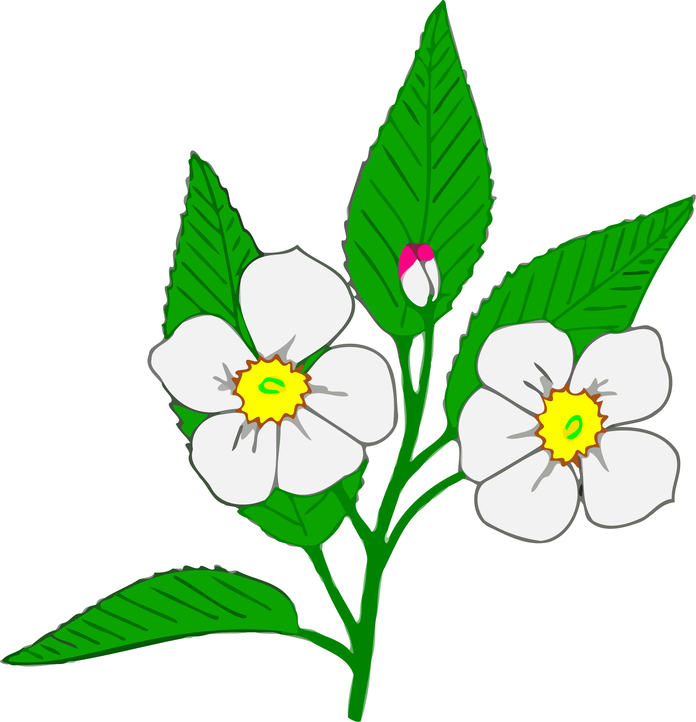 Flowers clipart apple blossom. At getdrawings com free