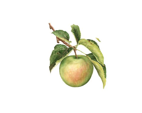 clipart apples branch