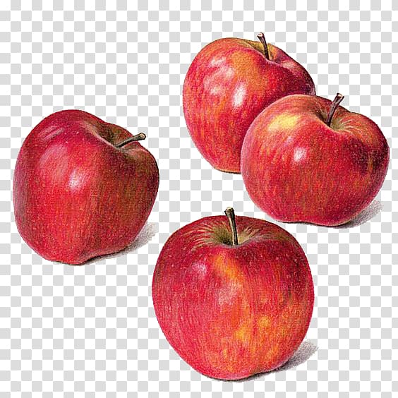 Clipart apples four. Drawing apple watercolor painting