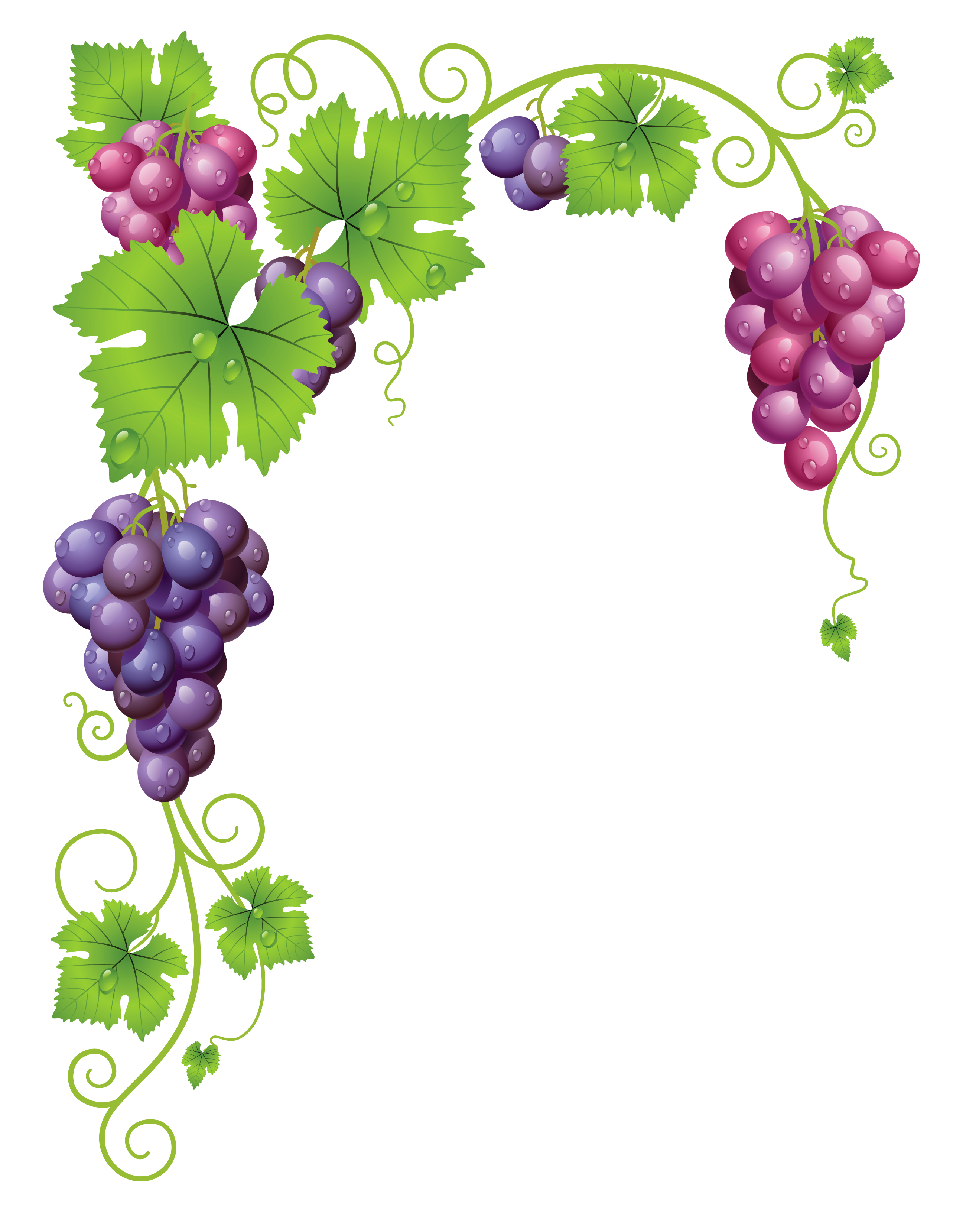 Grape clipart wreath. Transparent vine decor png