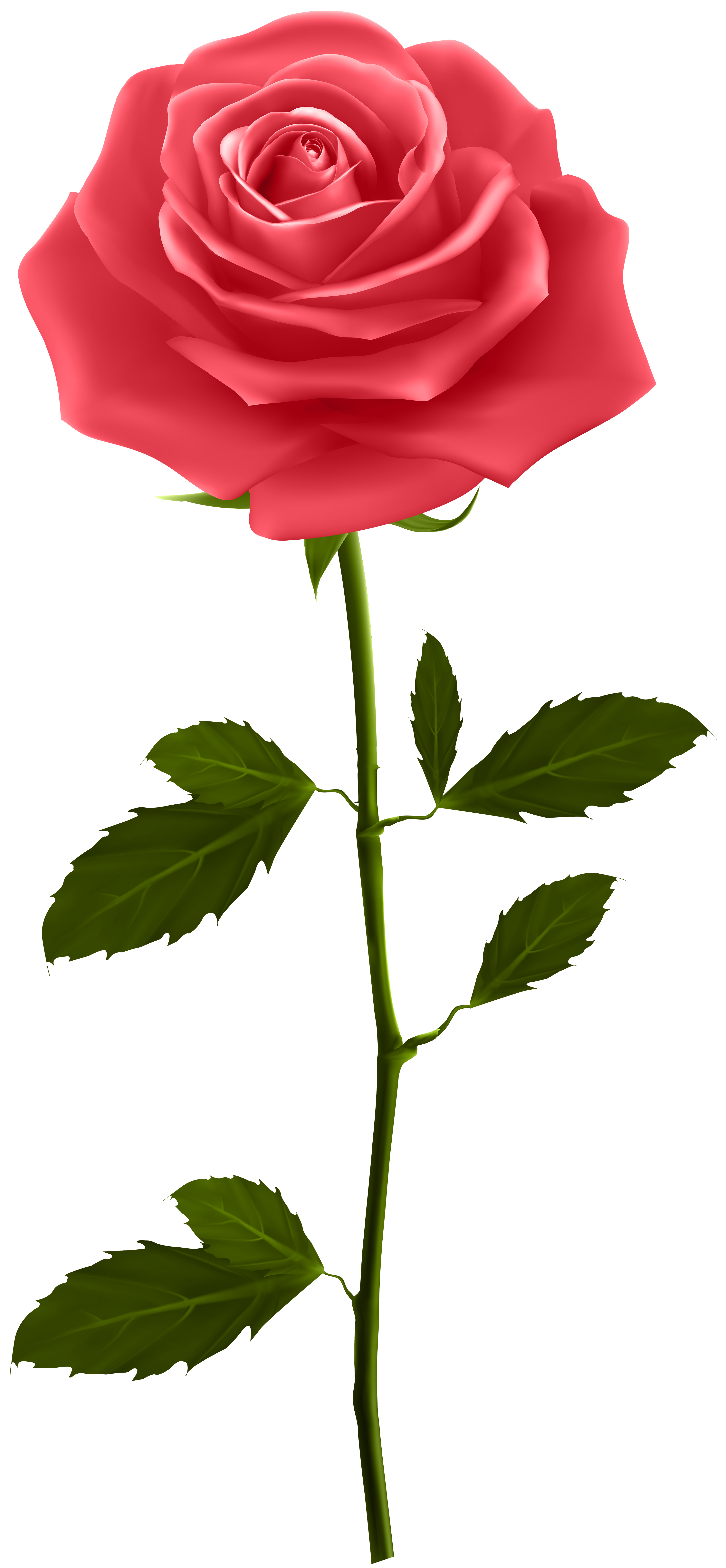 Flowers clipart stems. Red rose with stem
