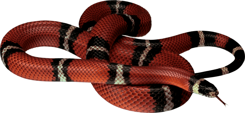 clipart snake bull snake