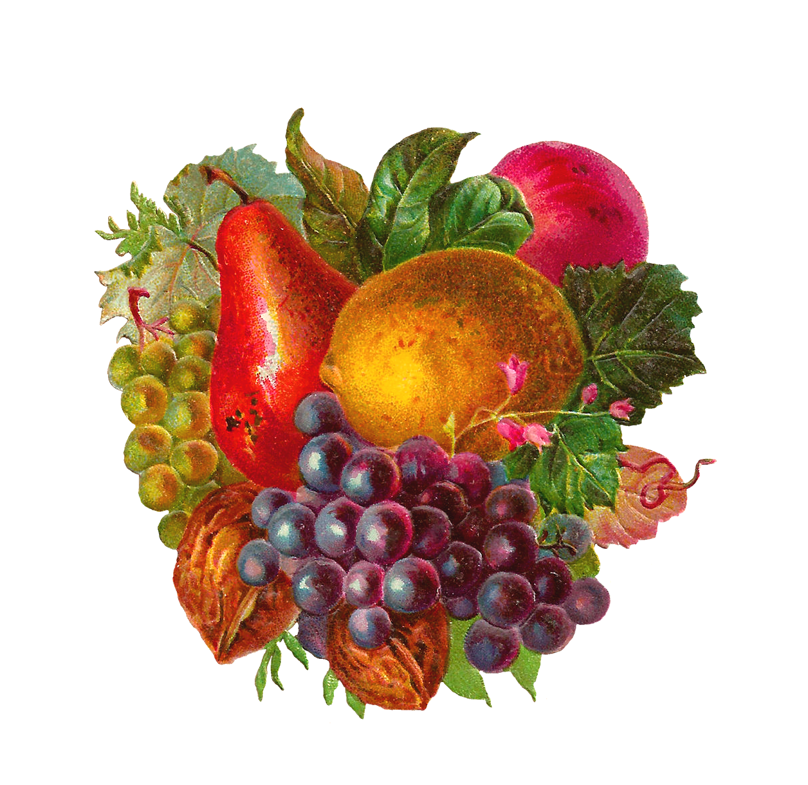 Antique images free digital. Grape clipart fruit individual