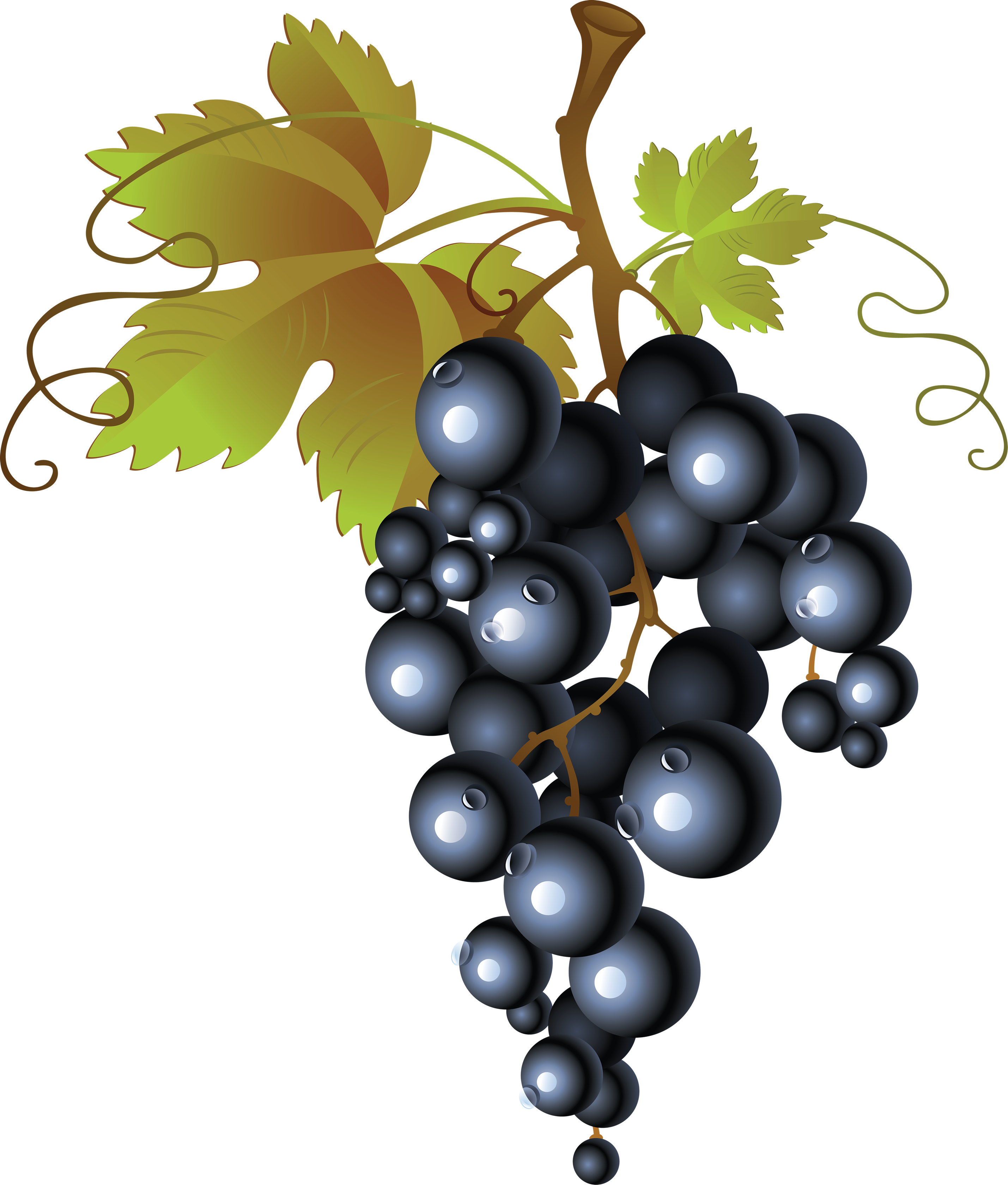 french clipart cheese grape