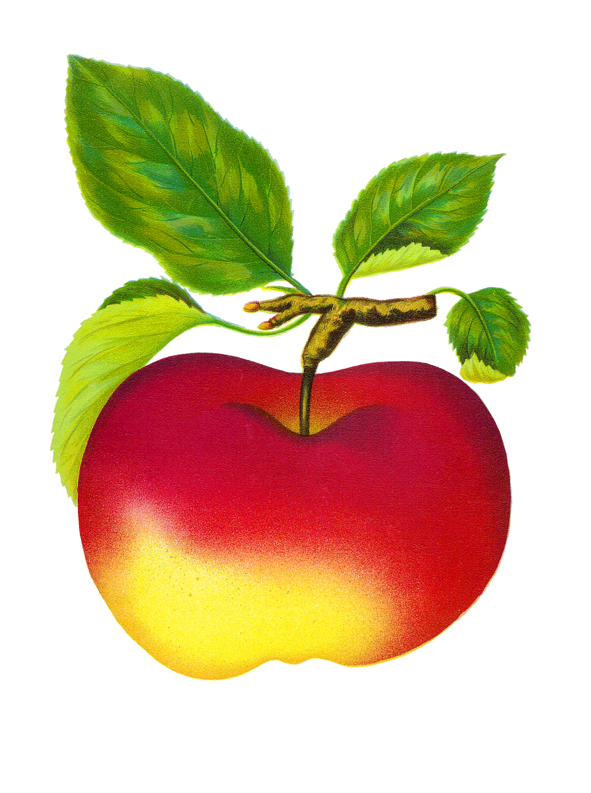 clipart apples vintage