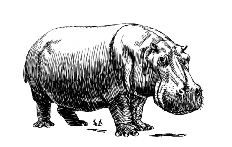 Hippopotamus hippo animal