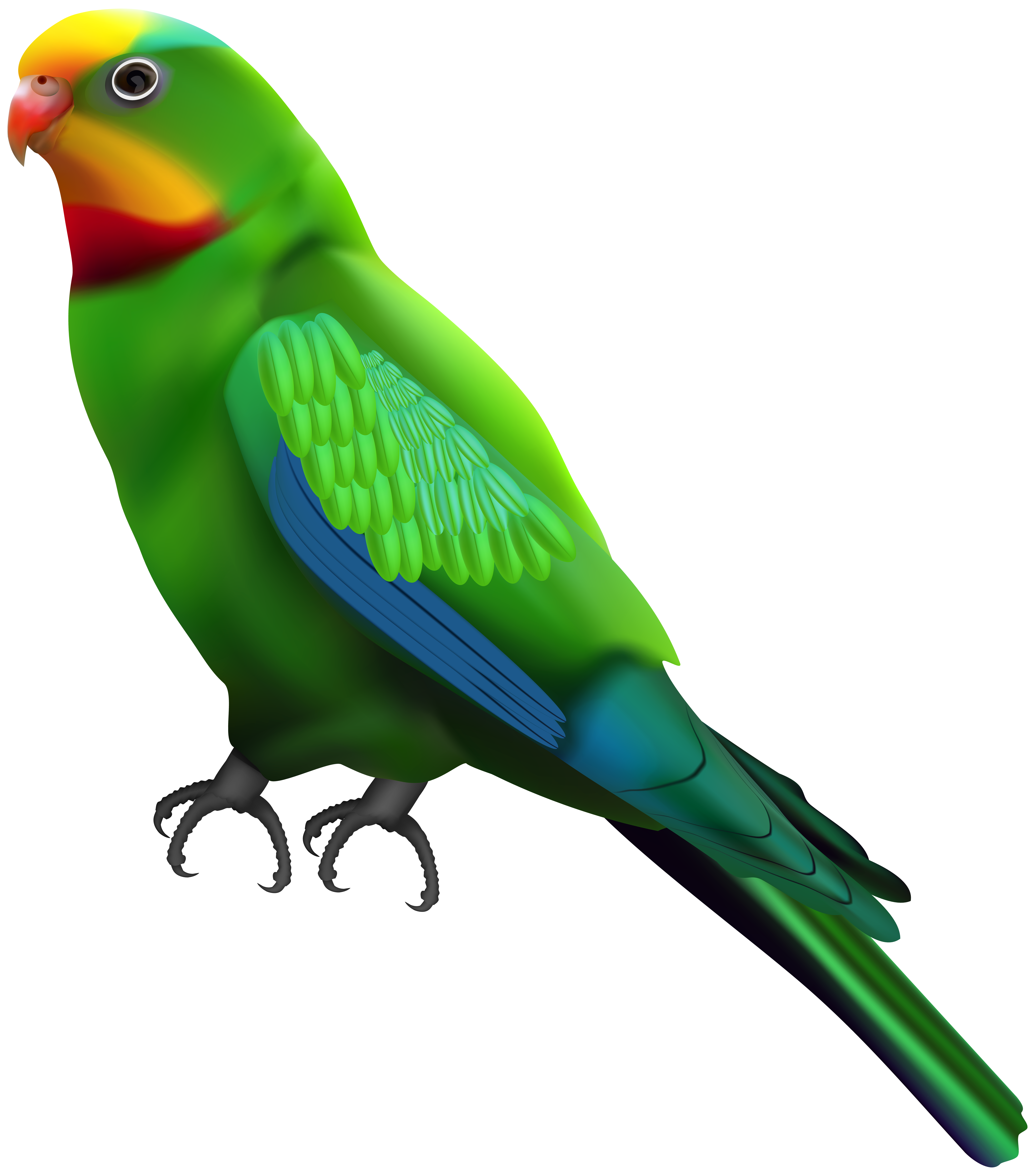 clipart bird parrot