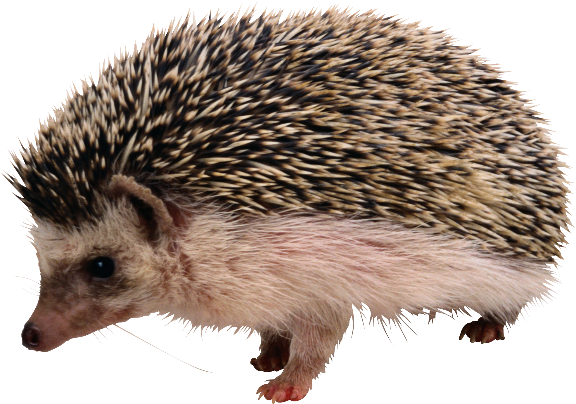 clipart sleeping hedgehog