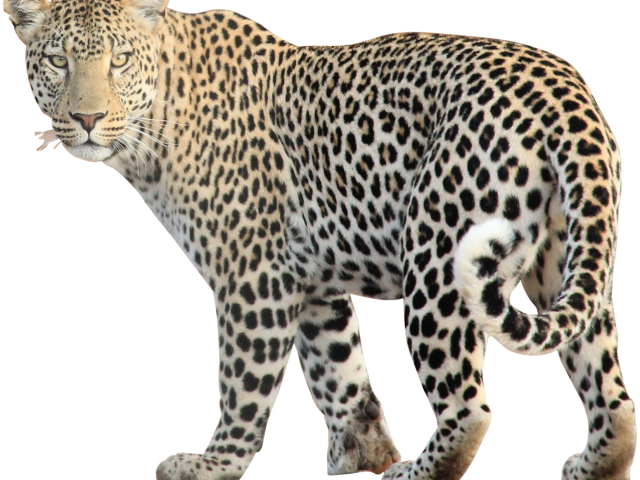 leopard clipart cartoon