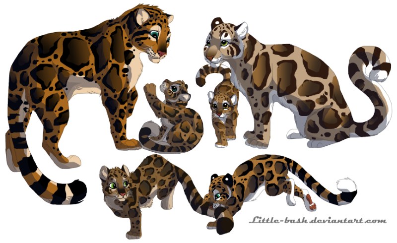 leopard clipart color