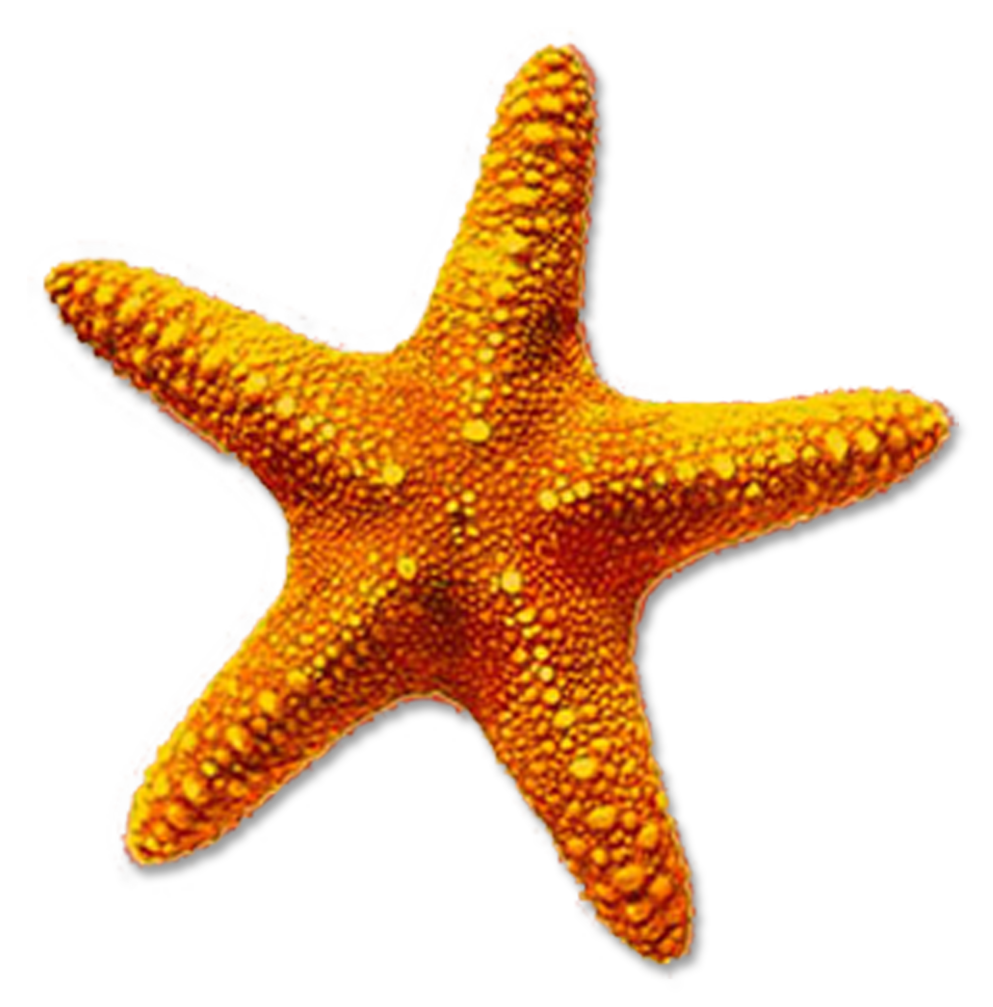 Pin by cindy macisaac. White clipart starfish