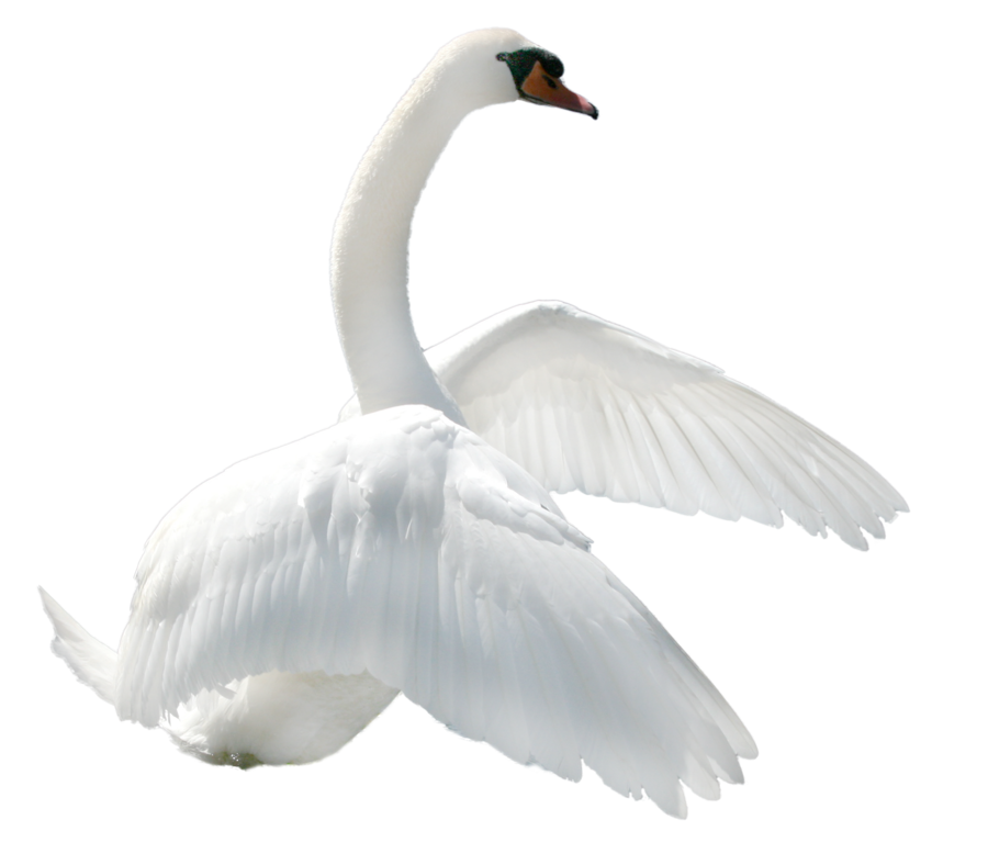 Clipart baby swan. Png transparent professional images