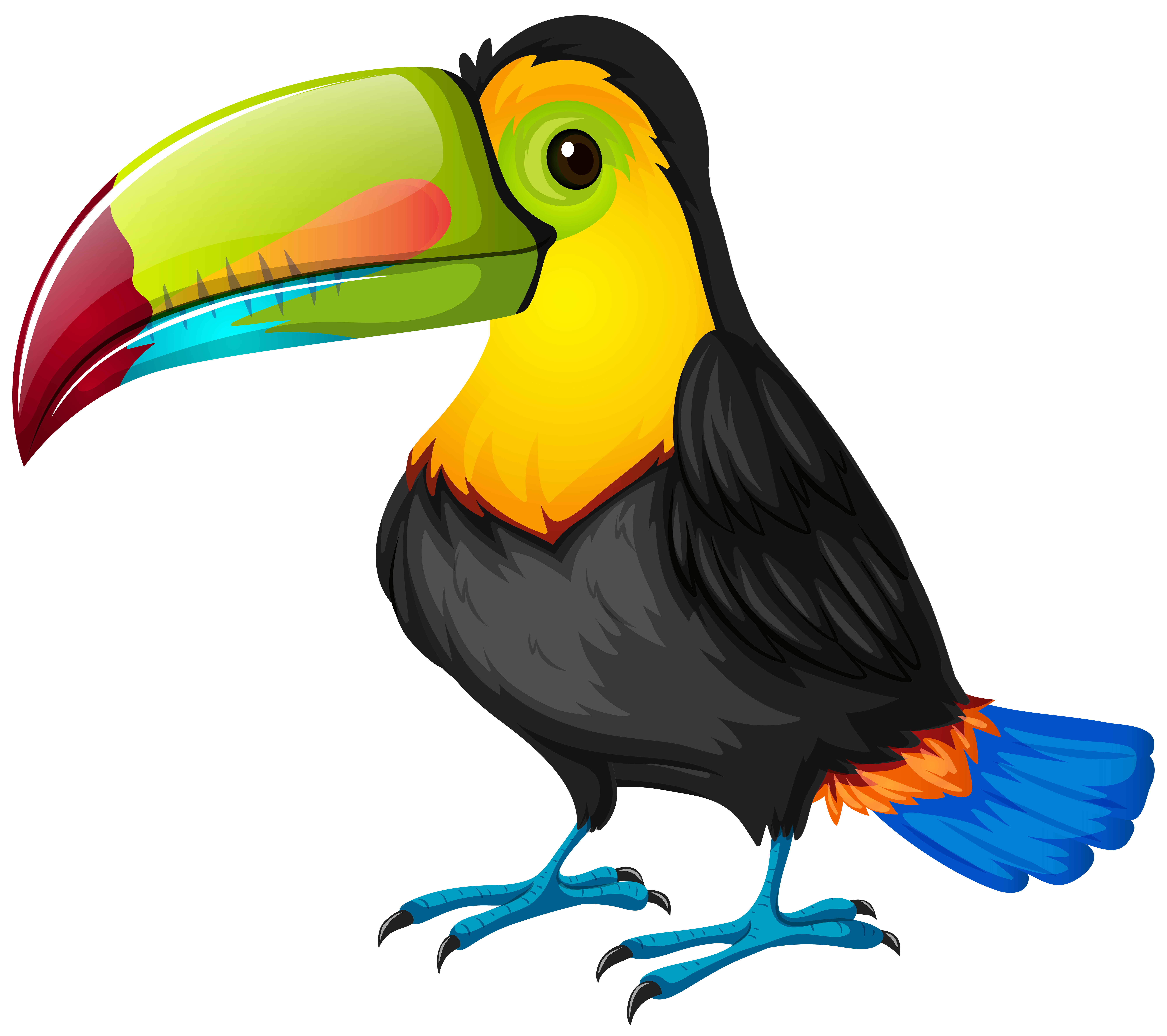 toucan clipart real