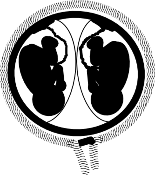 clipart baby womb