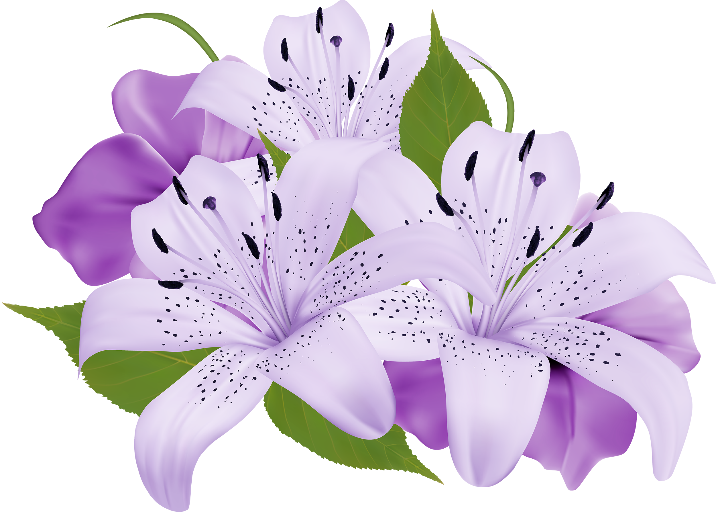 Purple flower png. Decorative flowers clipart best