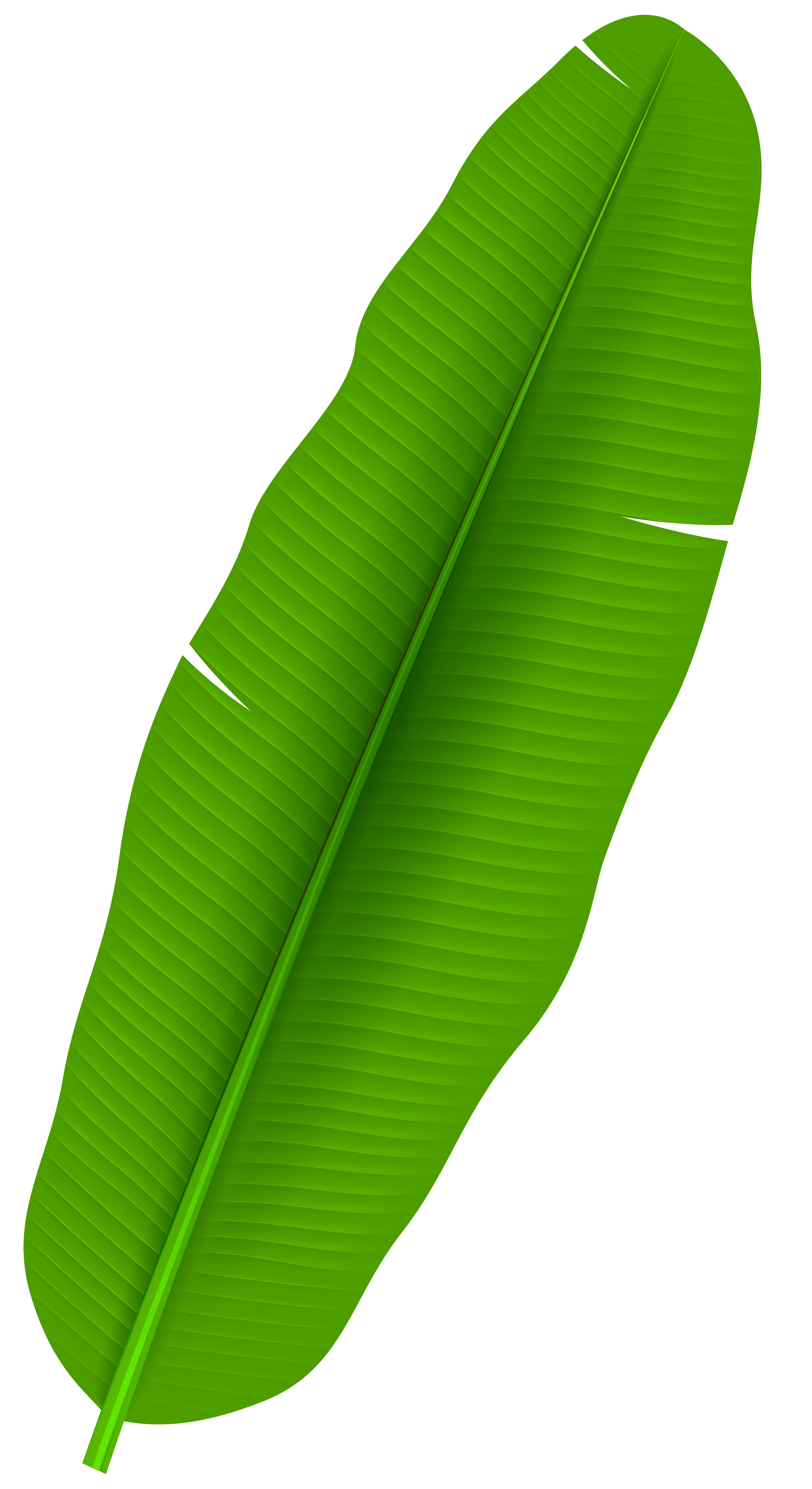 leaf clipart banana tree