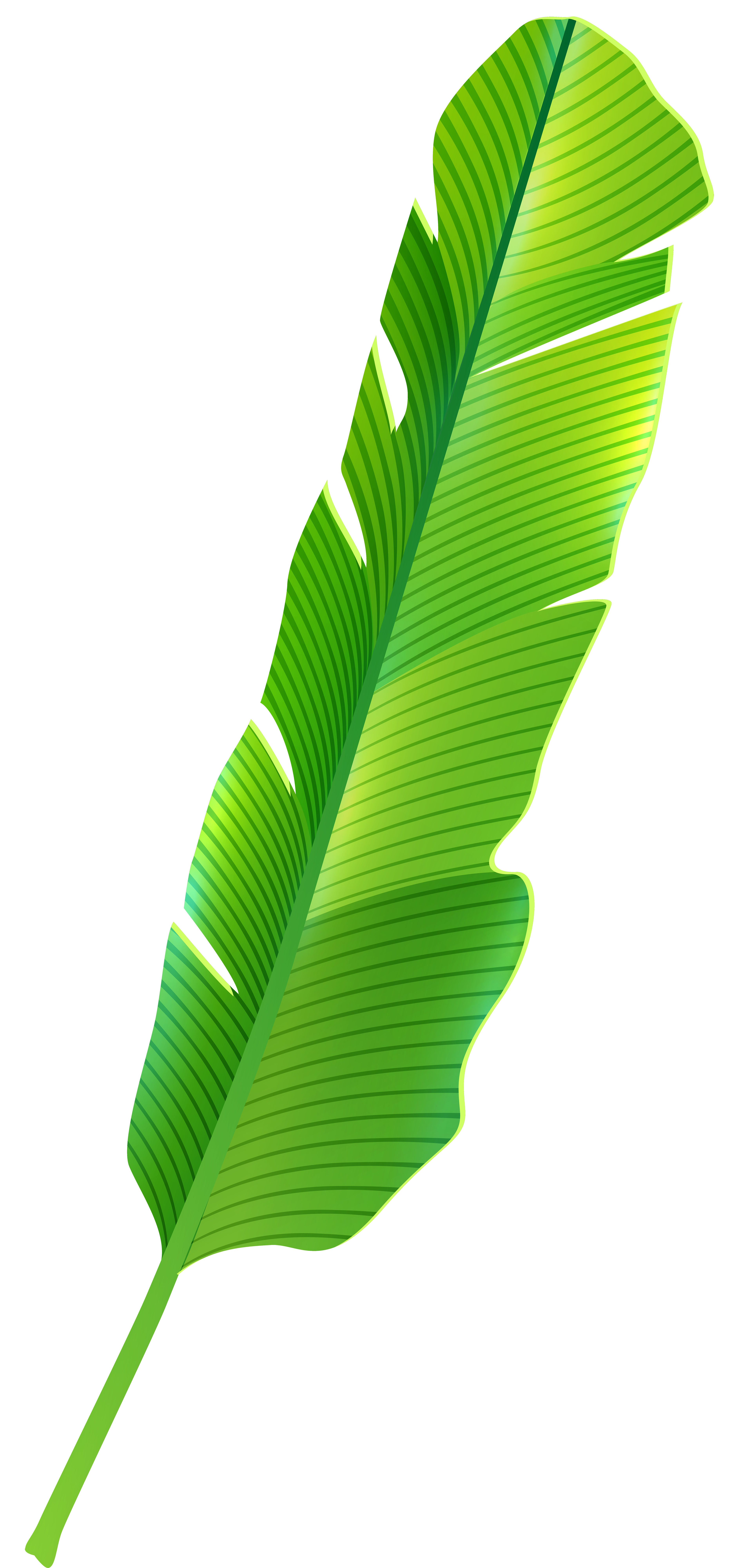 Website clipart commercialization. Tropical leaf png clip
