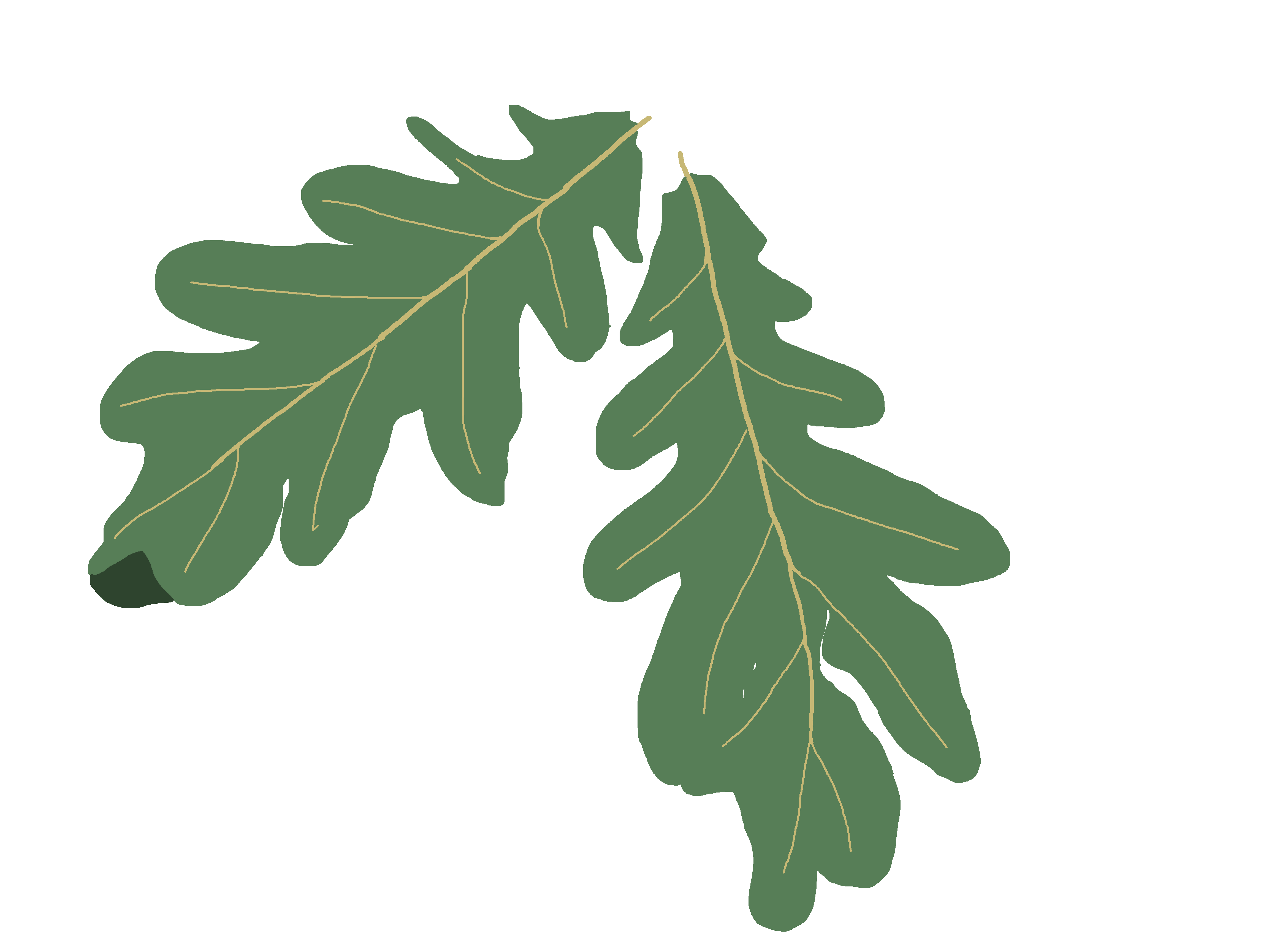 clipart leaf oak tree