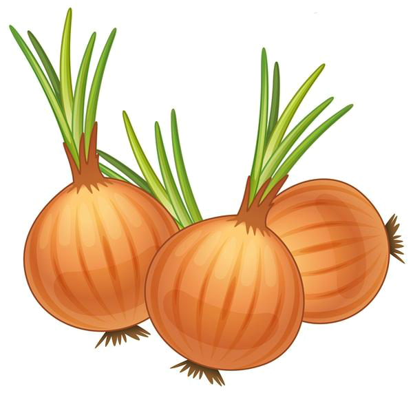 Onion clipart shallot. French soup yellow royalty