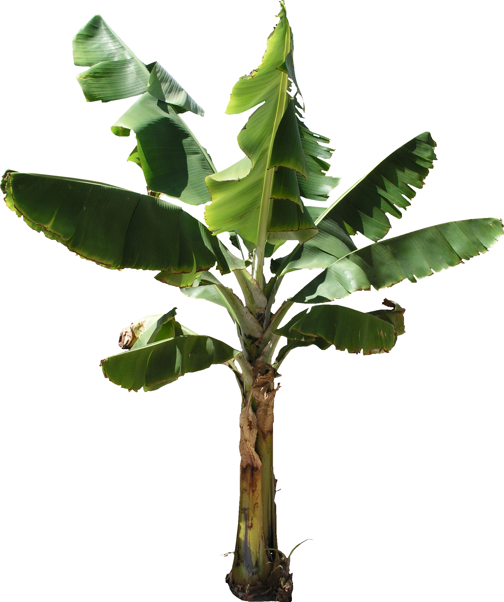 green clipart banana tree