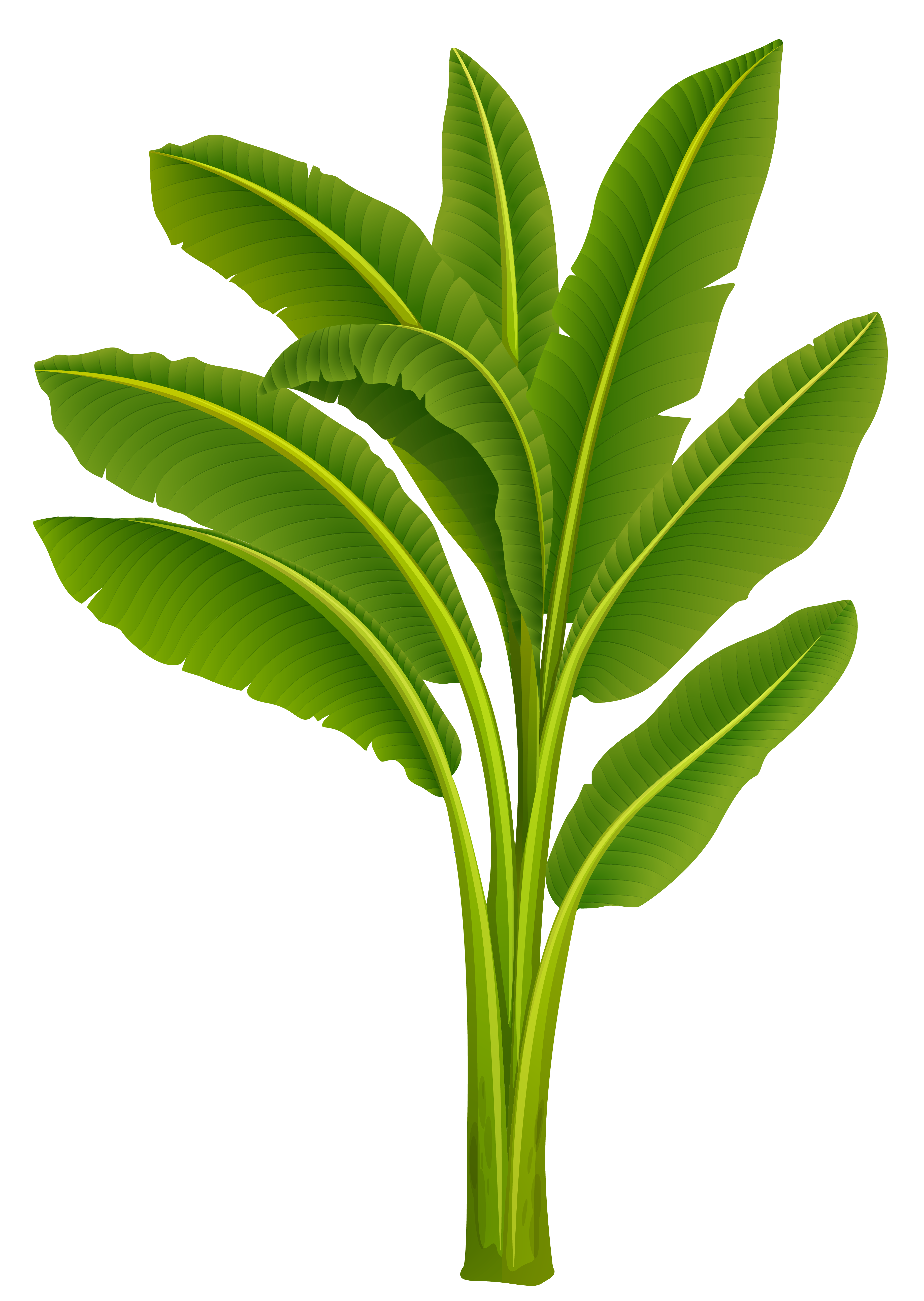 clipart leaf banana tree