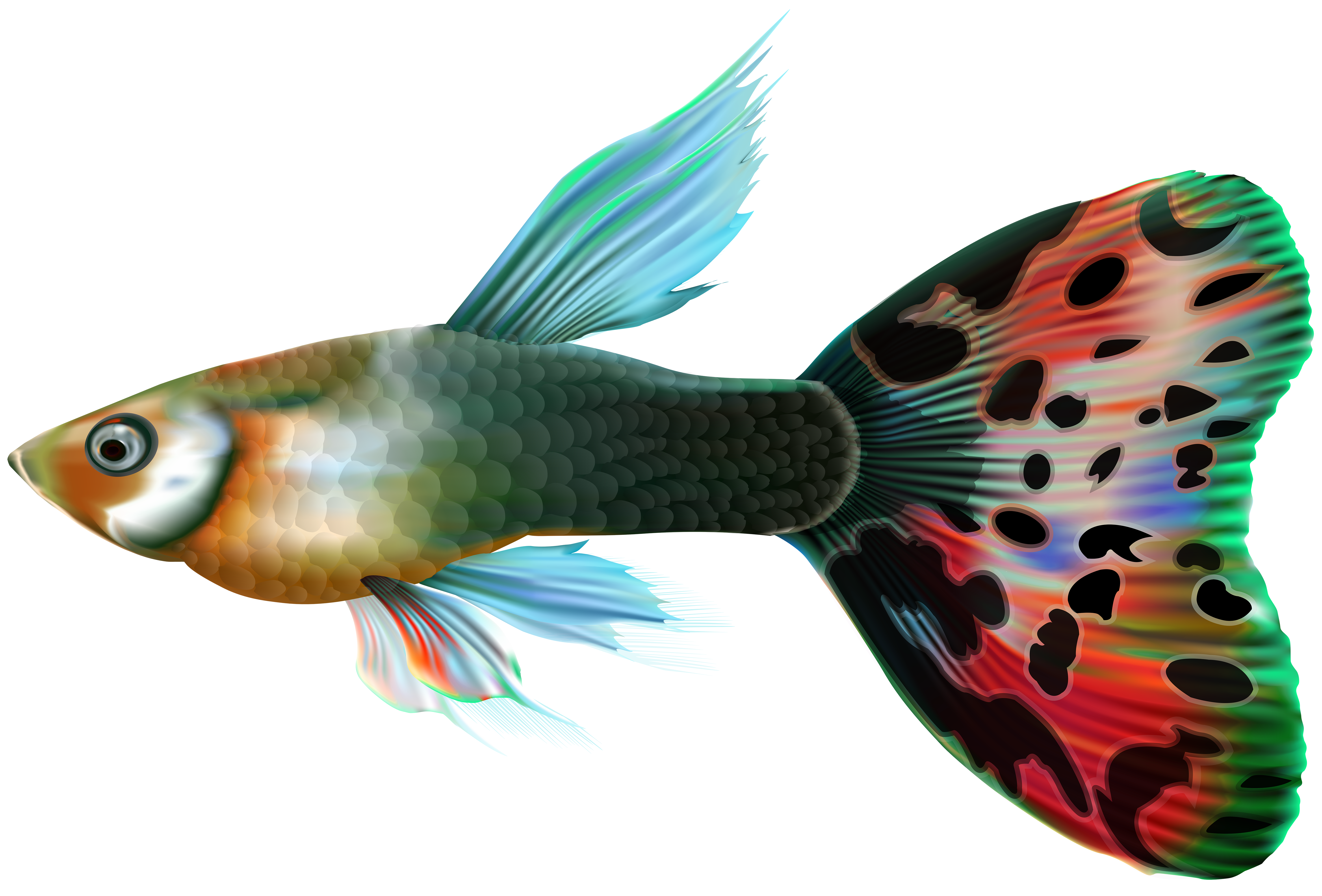 valentine clipart fish