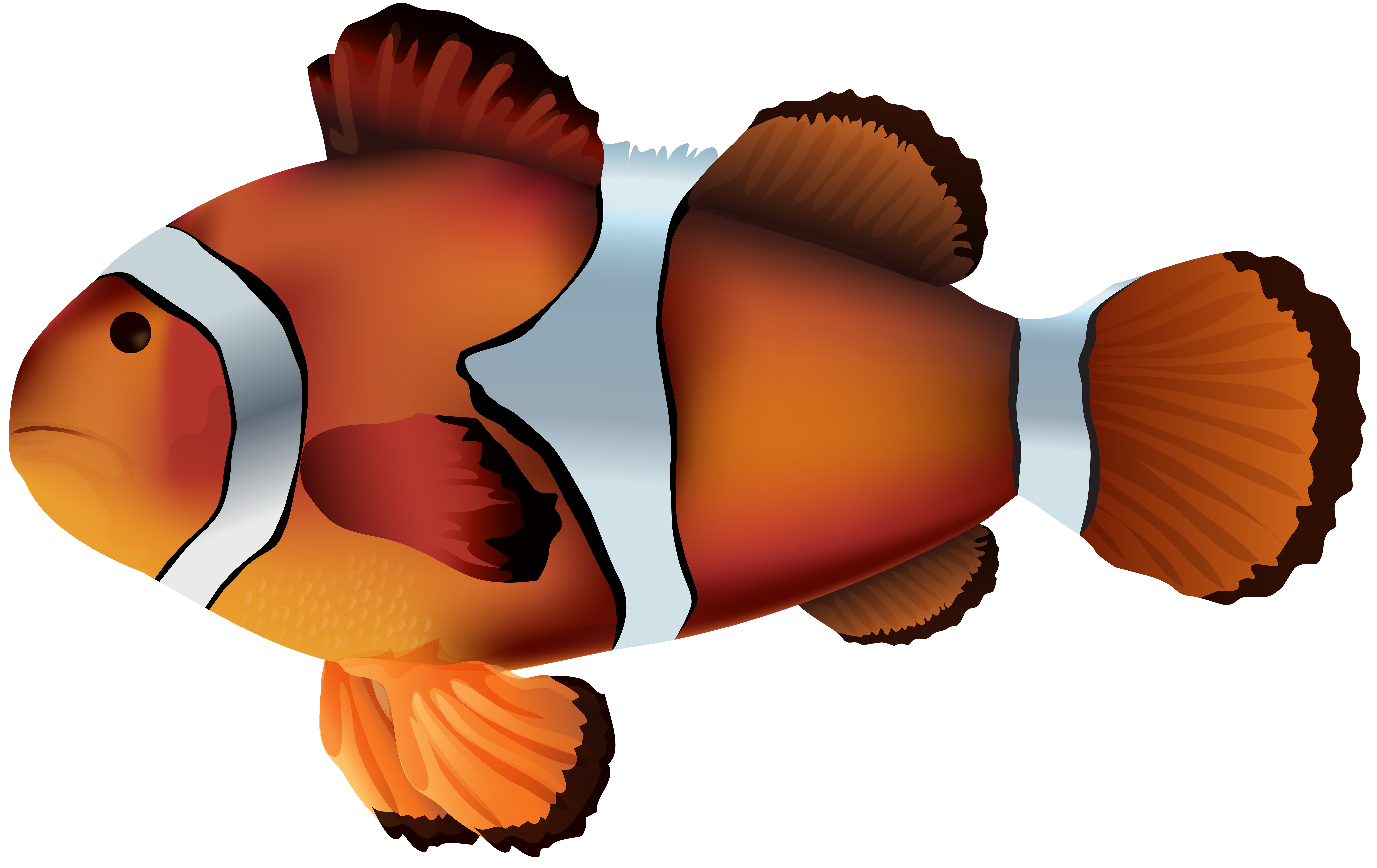 Clipart banner fish. Clownfish png transparent clip