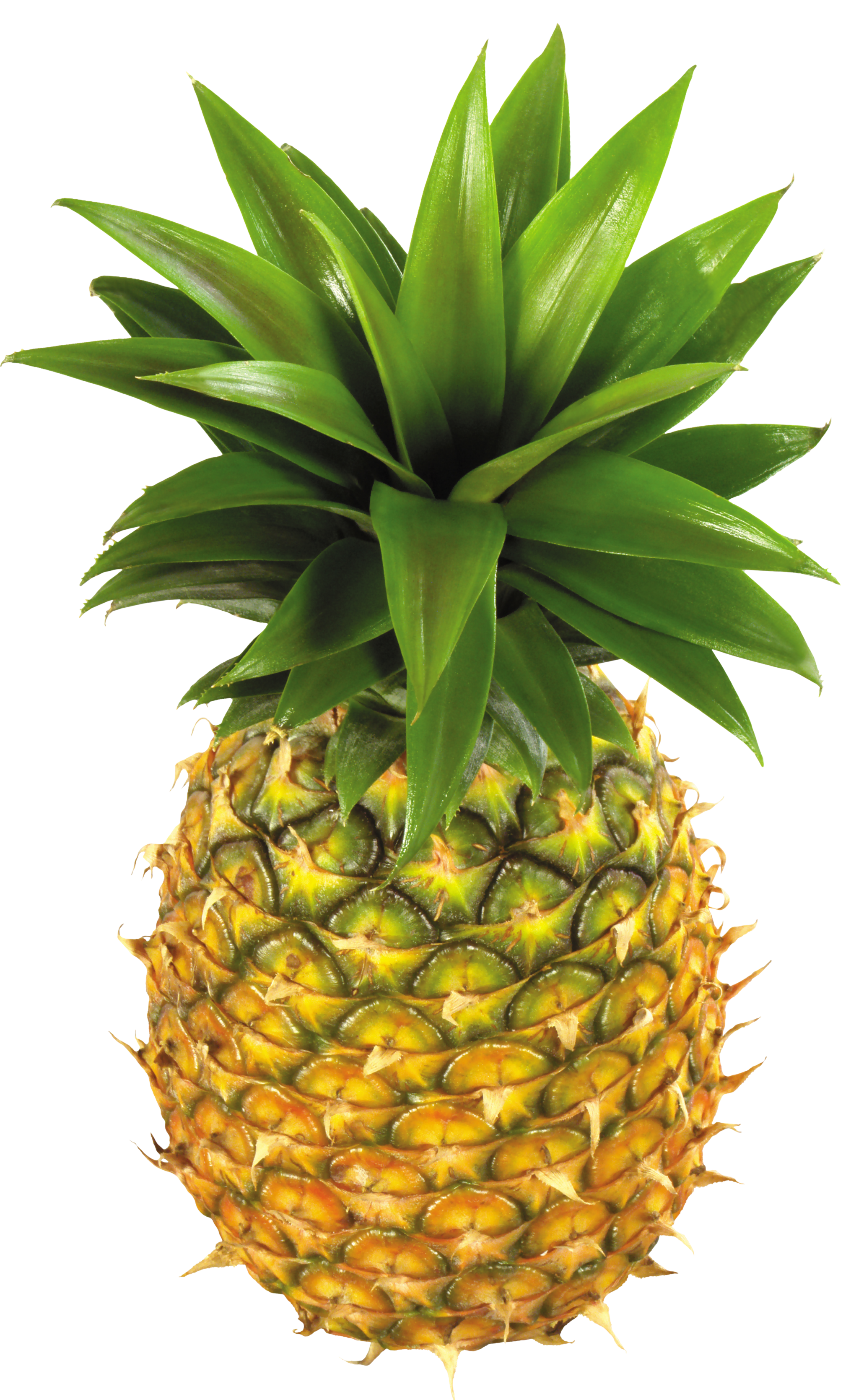 Png picture gallery yopriceville. Clipart pineapple summer