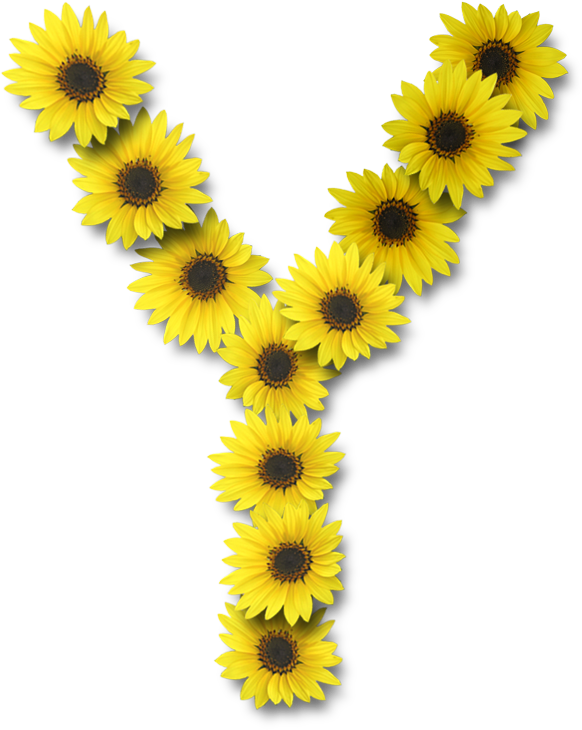 sunny clipart sunflower
