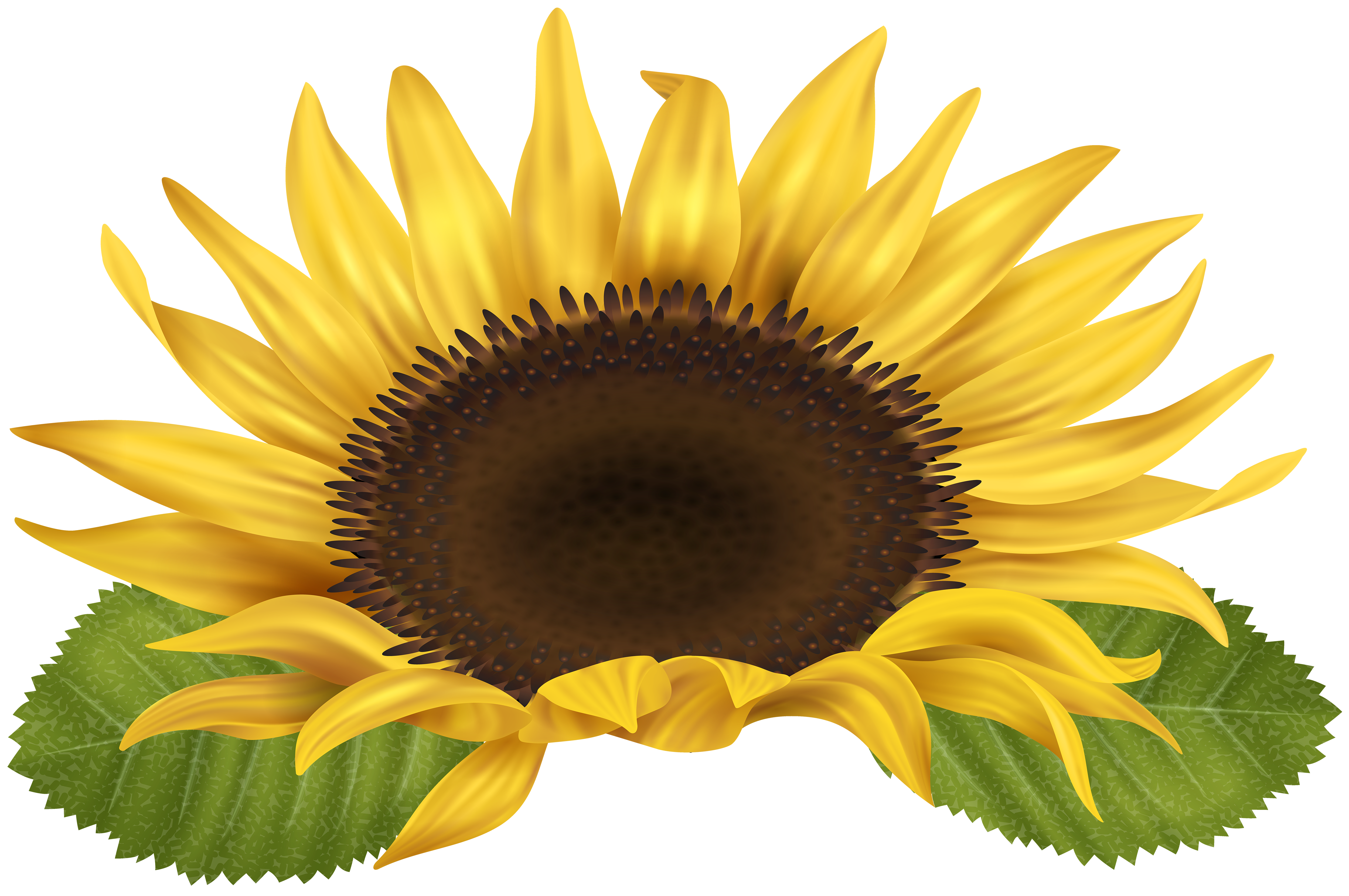 Free Free 155 Clipart Sunflower Png SVG PNG EPS DXF File