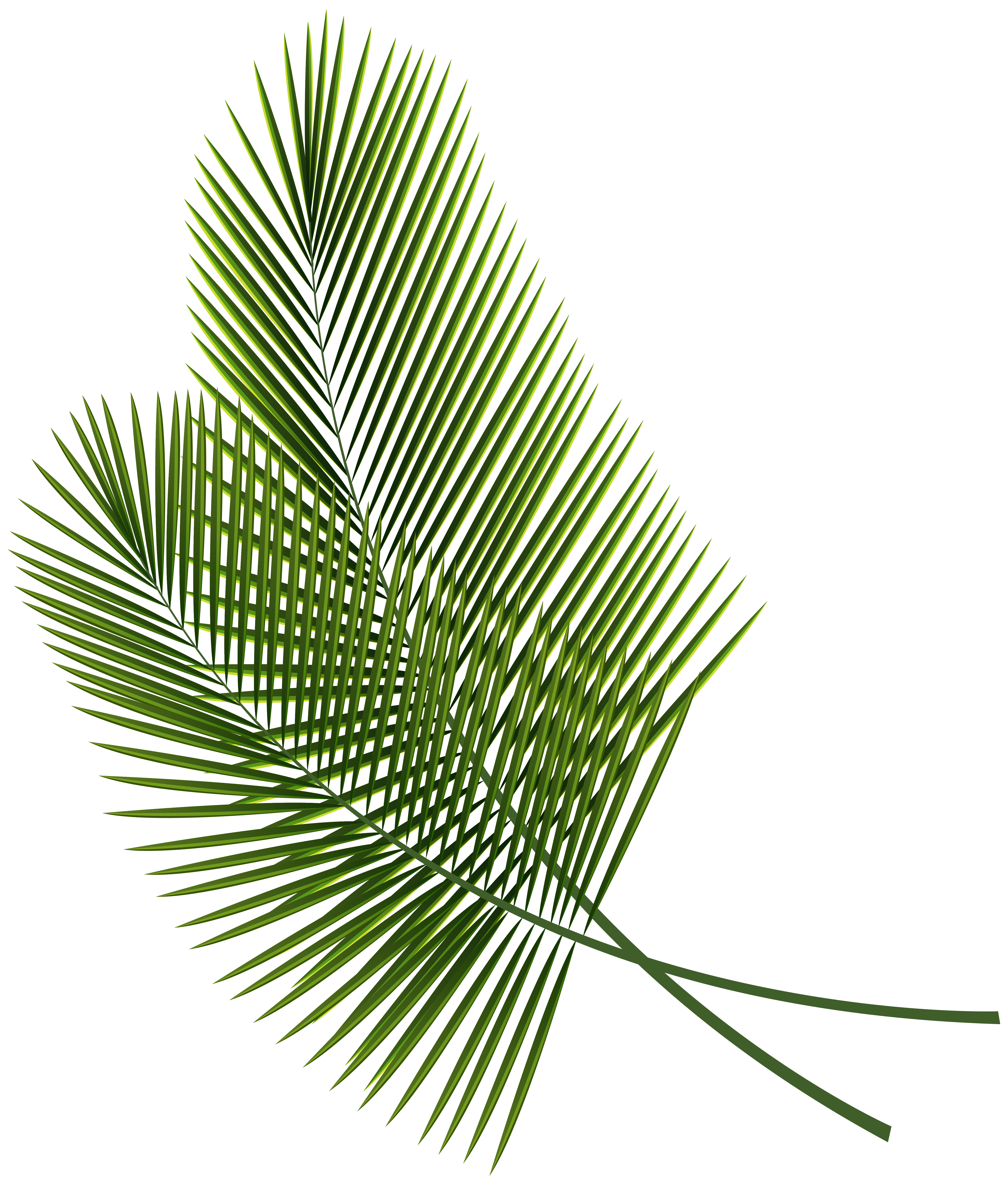 leaves clipart tropical