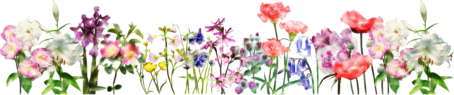 Flowers for a group. Clipart banner tulip