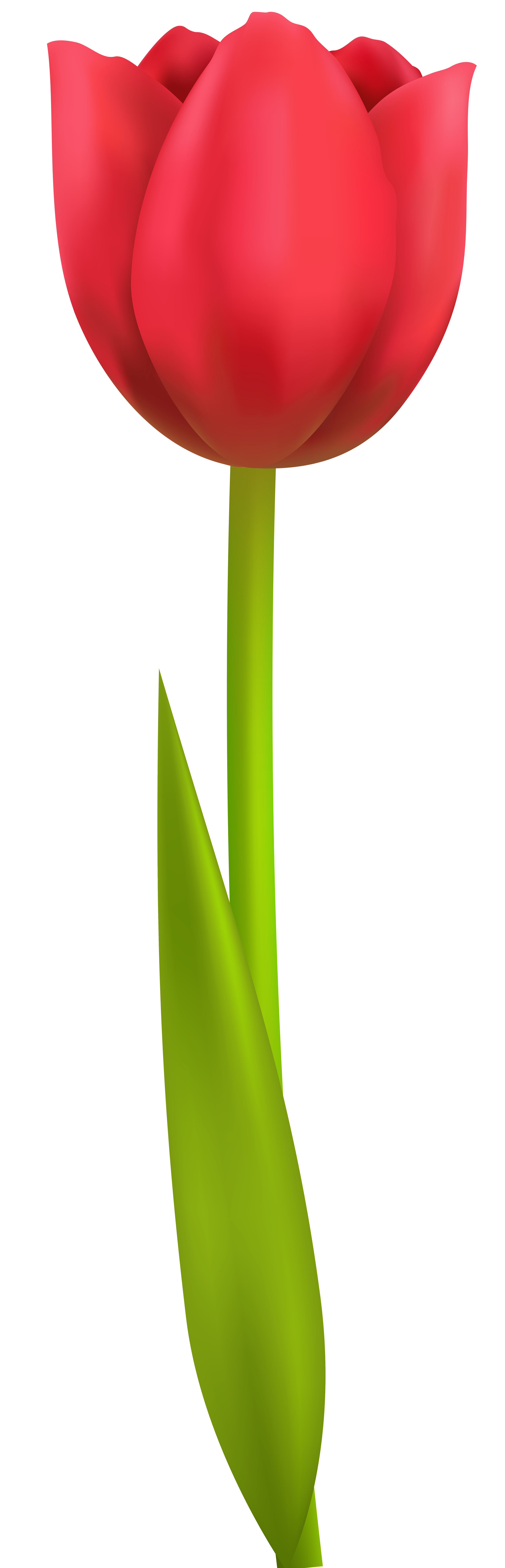 Tulip transparent clip art. Hydrangea clipart plant png