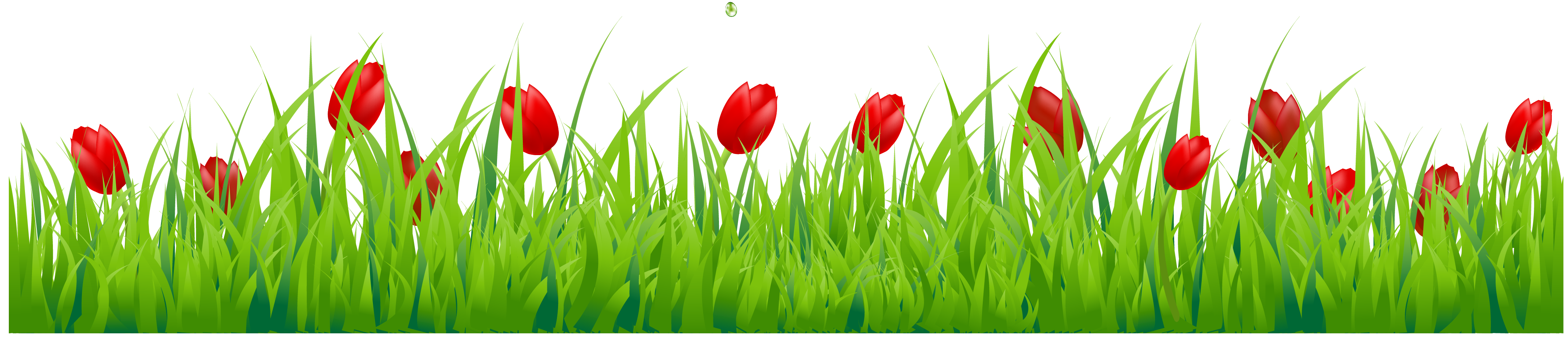 Grass with red tulips. Clipart banner tulip