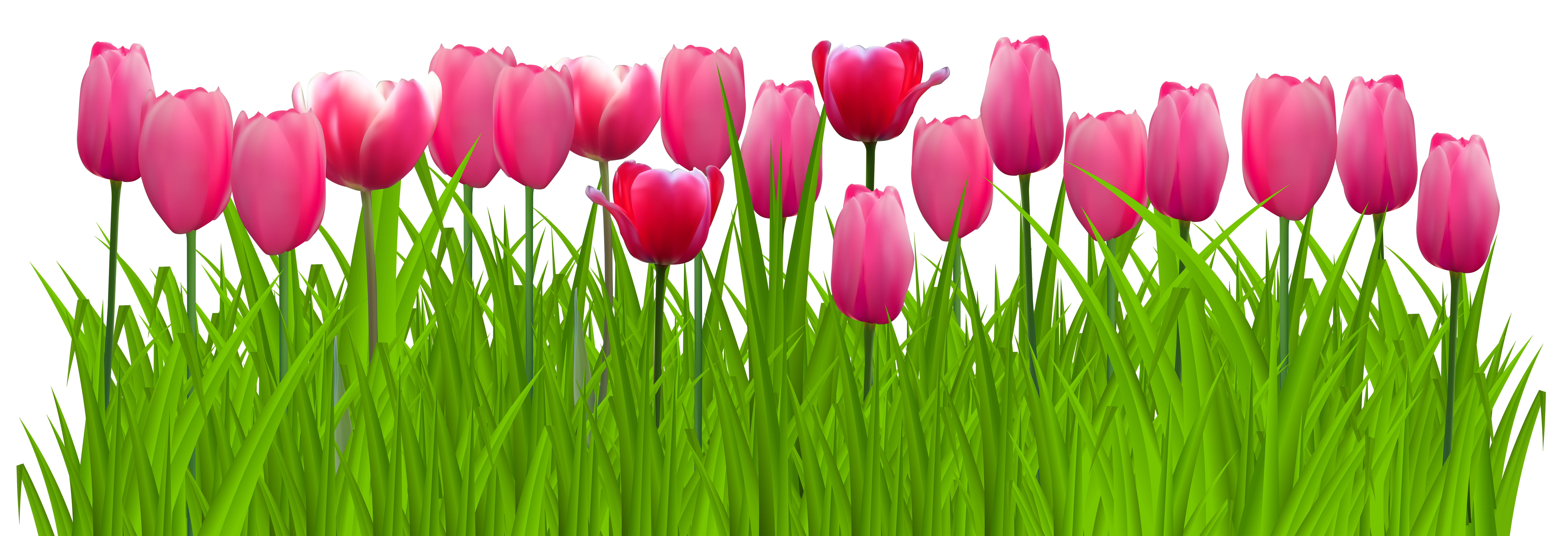 Grass with pink tulips. Ground clipart tulip