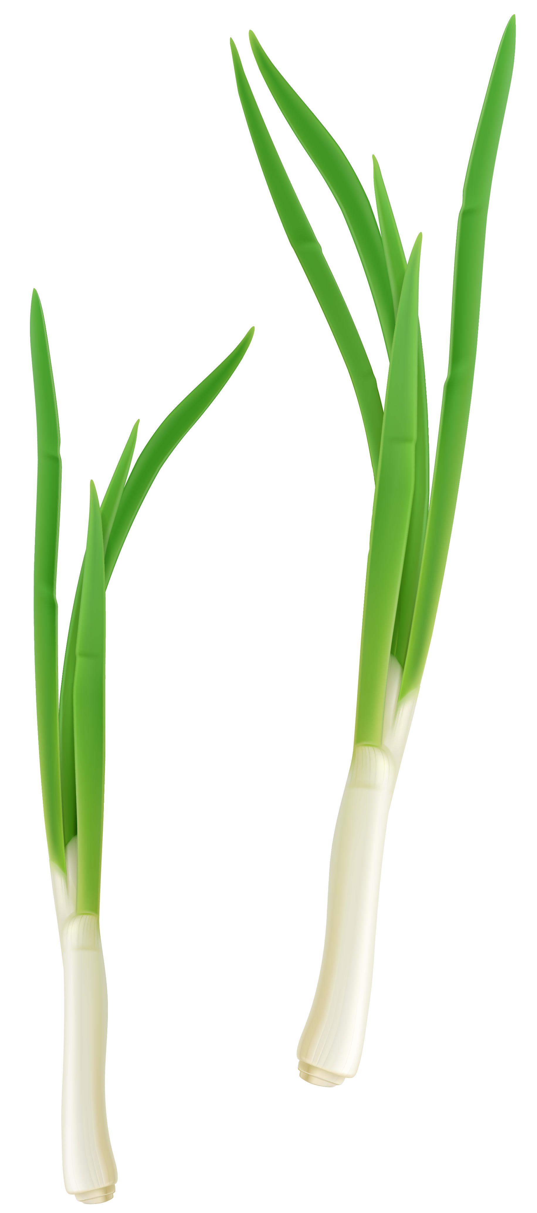 Green fresh onion png. Clipart spring vegetable