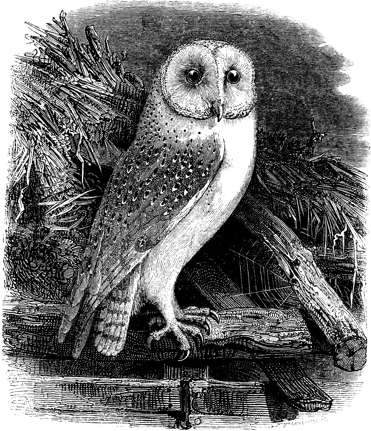 clipart owl vintage